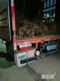 高度150厘米紫穗槐