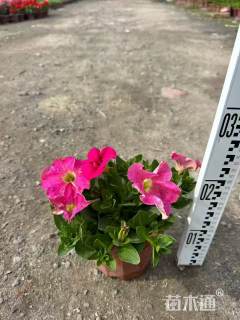 高度20厘米矮牵牛