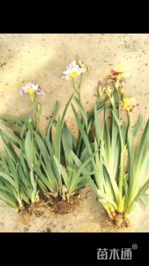 高度50厘米德国鸢尾
