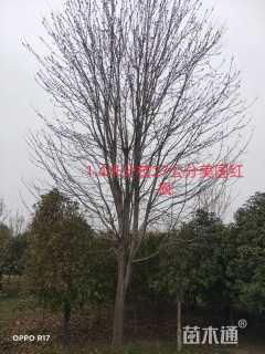 27公分美国红枫