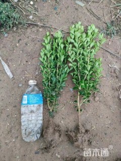 高度30厘米瓜子黄杨