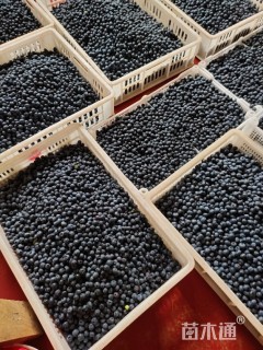 高度40厘米蓝莓小苗