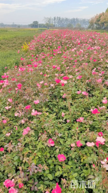 高度40厘米丰花月季