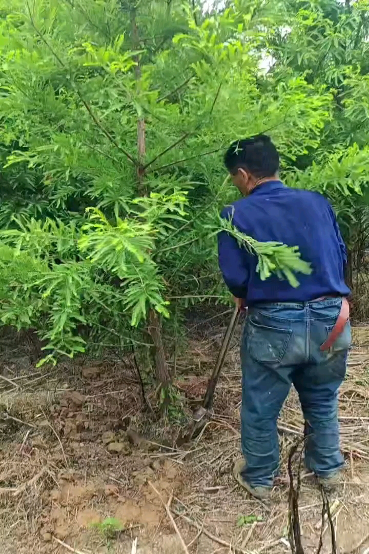 4公分落羽杉