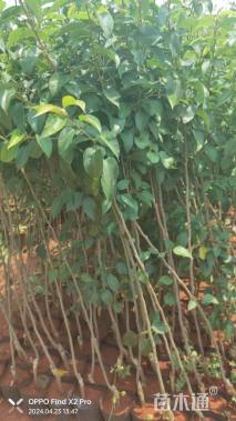 0.8公分冬果梨苗