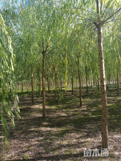 8公分109柳树