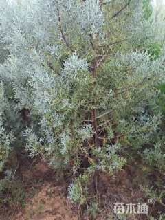 高度1.5厘米蓝冰柏