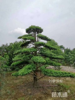 移栽苗造型罗汉松