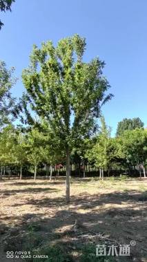 15公分绿叶复叶槭