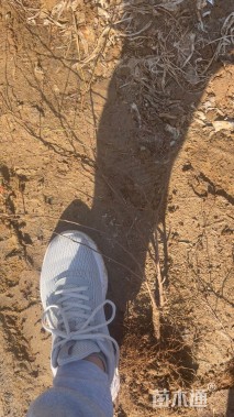 高度40厘米珍珠梅