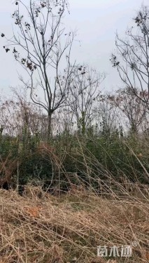 15公分朴树