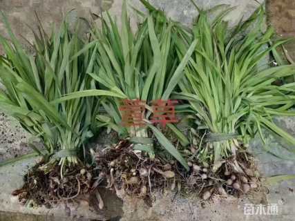 高度20厘米萱草