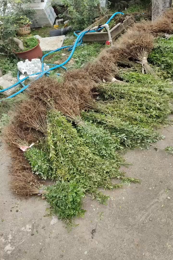 1公分对节白蜡