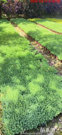 高度5厘米中华景天