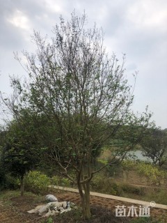 高度500厘米丛生紫薇