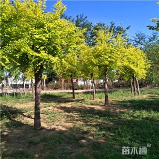 18公分金叶榆