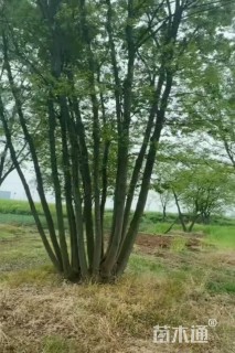 45公分(6杆)丛生朴树