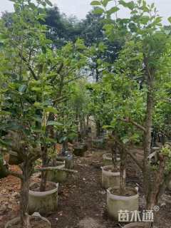 8公分柿树