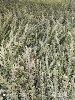 高度25厘米金边黄杨