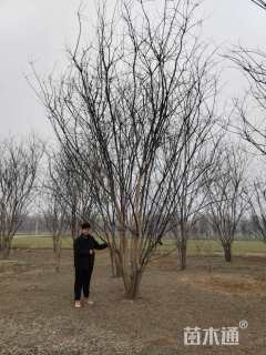 高度700厘米丛生国槐