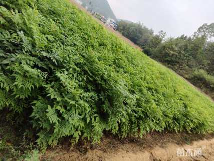 1公分栾树