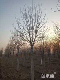 13公分金叶白蜡