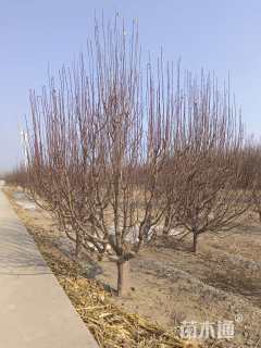 16公分八棱海棠