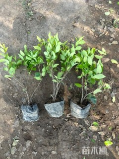 高度40厘米金森女贞