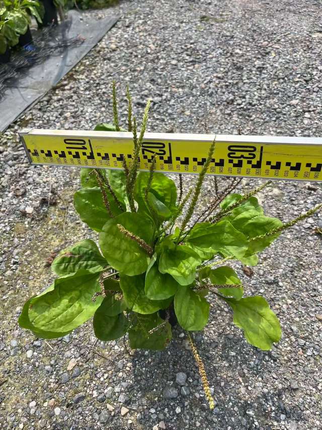 高度20厘米车前草