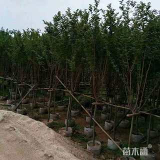 高度300厘米红花紫薇