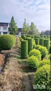 高度200厘米金森女贞柱