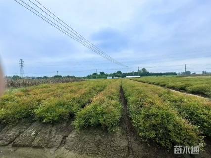 高度30厘米南天竹小苗