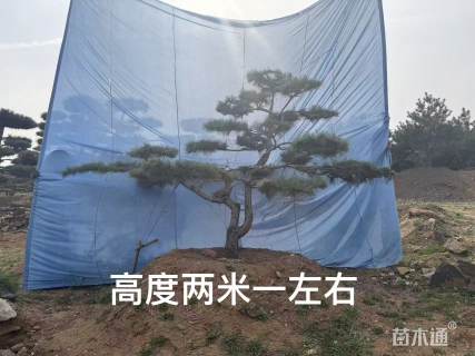 20公分精品造型黑松