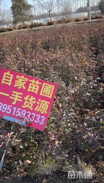 高度50厘米大花月季