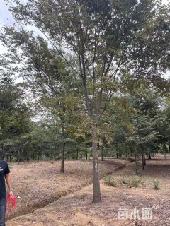 18公分榉树