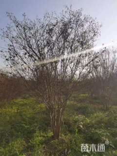 高度400厘米丛生紫薇