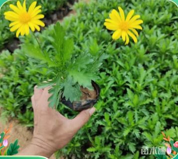 高度30厘米黄金菊
