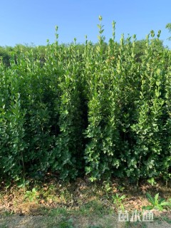 高度120厘米北海道黄杨
