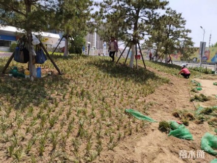 高度20厘米麦冬