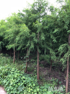 10公分中山杉
