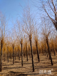 19公分金丝垂柳