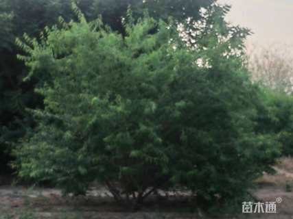 3公分山桃