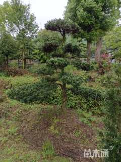 移栽苗造型罗汉松