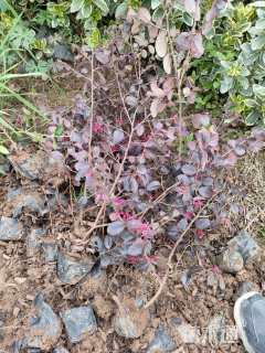 高度30厘米红花继木