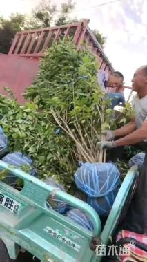 高度150厘米金银木