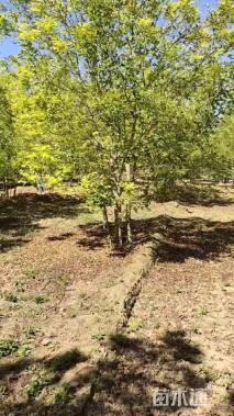 42公分金叶白蜡