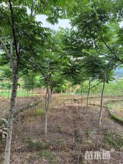8公分台湾栾树