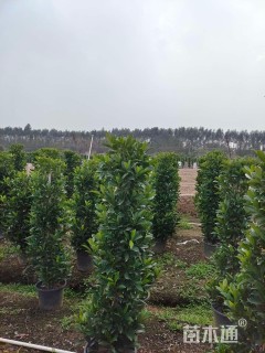 高度140厘米非洲茉莉