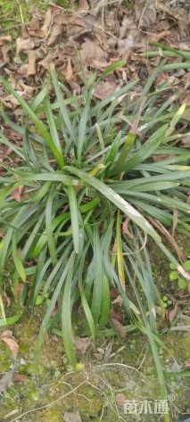 高度15厘米兰花三七草