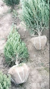 高度60厘米河南桧
